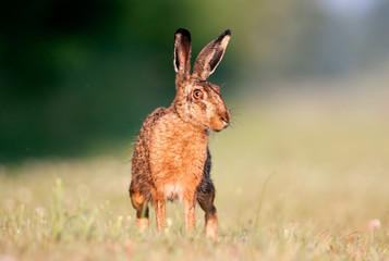 Brown hare
