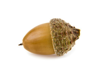 acorn