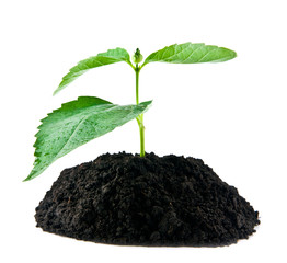 plant in earth