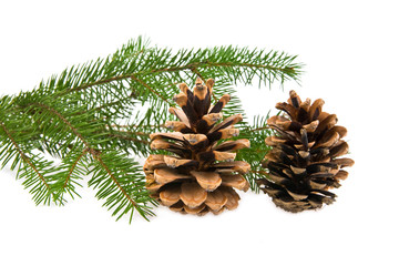 branch of fir-tree and cone