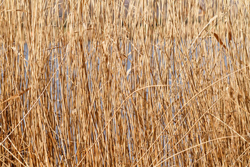 Brown reeds