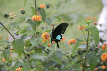 Butterfly flying around the flowers