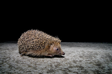 West European Hedgehog © underworld