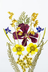Bouquet of dried and pressed flowers