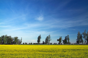 Yellow flower honey meadow