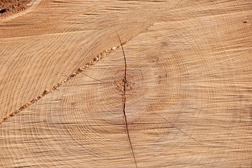 holz