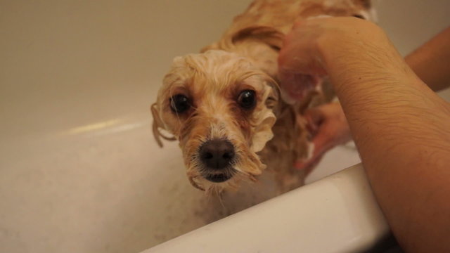 Washing a small sad looking dog at home
