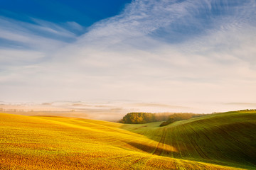 Field in morning lights