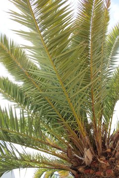 Palmboom