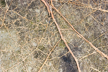 vintage dried roots on wall stone texture background