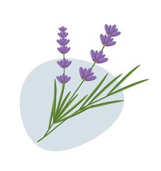 Lavender flowers