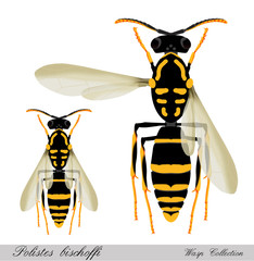 Polistes bischoffi