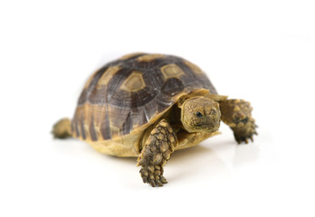 turtle isolated on white background