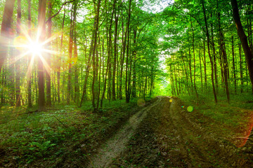 Obraz premium forest trees.