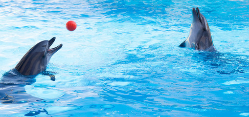 Fototapeta premium Dolphins play balls