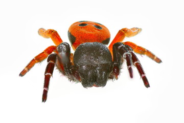 ladybird spider (eresus cinnaberinus)