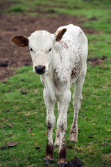 Nguni Cattle