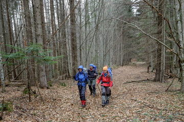 Fototapeta premium Group of hiker are walking in grey autumn forest