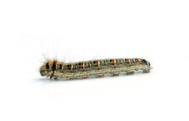 worm