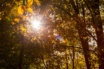 autumn forest trees