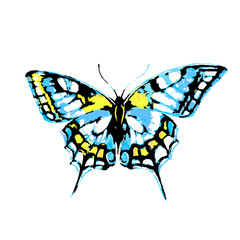 butterfly174