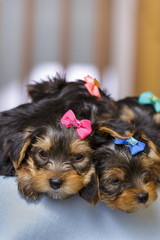 Sleepy Yorkshire terrier dog puppies with colorful bows