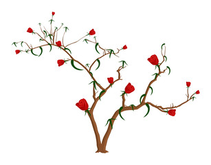 Red Roses Branches