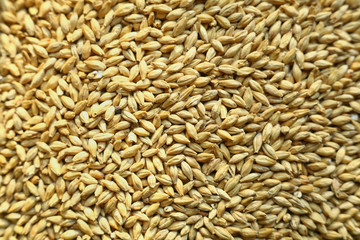 Barley malt