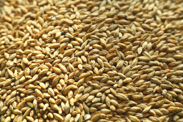 Barley malt