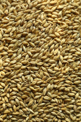 Barley malt