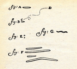 Leeuwenhoek's first drawing of microbes (1683)