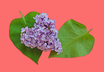 Leaves and petals lilac heart shaped (Valentine's Day, postcard,
