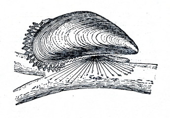 Blue mussel (Mytilus edulis) © Juulijs