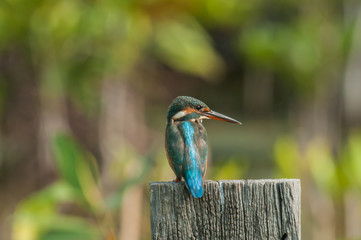 common kingfisher