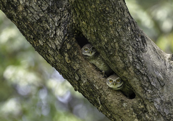 Obraz premium spotted owl