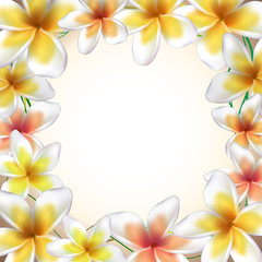 Frame from Frangipani flowers