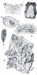 Fall webworm (Hyphantria cunea)