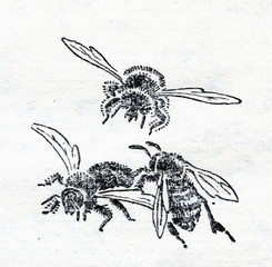 Drone driven out of the hive in the autumn