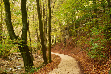 Fototapeta premium Autumn forest road