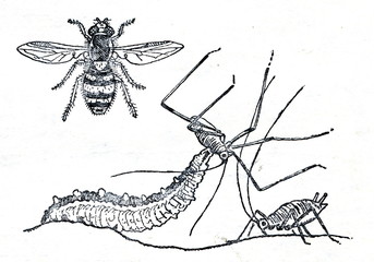 Hoverfly and his larva