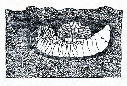 Larva of Scolia hirta, parasiting on larva of Oryctes nasicornis