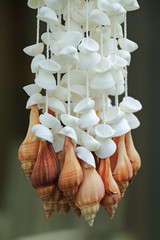 The Beautiful Seashell Curtain for Home design
