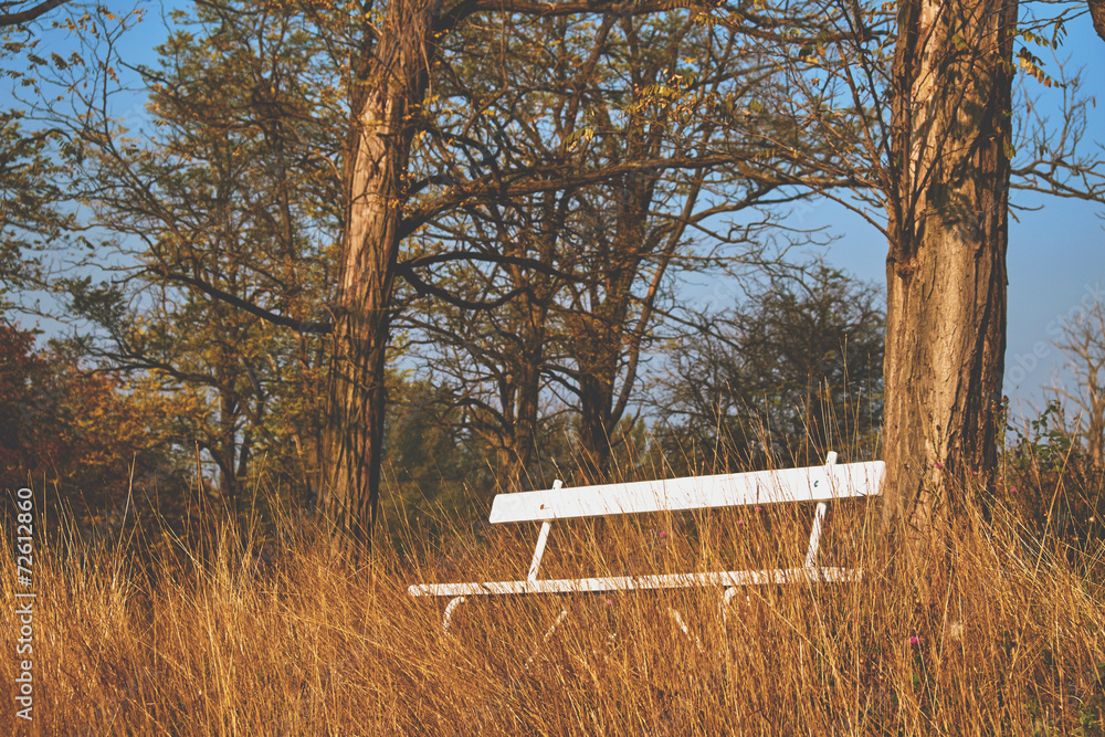 Wall mural bench in the forest