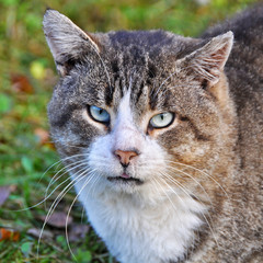 big sick tabby cat muzzle 