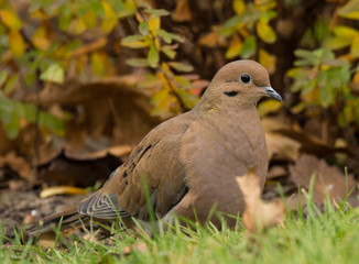 Mourning Dove Resting in a Suburban Lawn