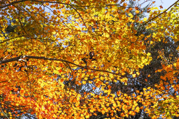 紅葉　六甲高山植物園