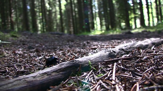 Beetle in forest