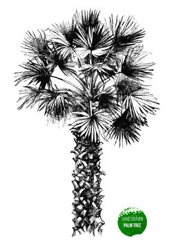 hand drawn palm tree
