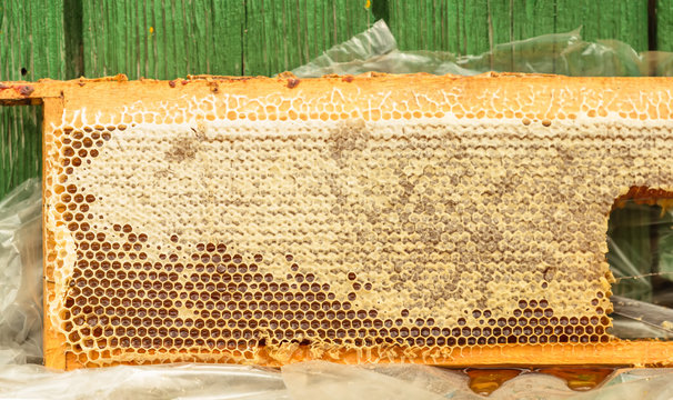 Fresh honey in honeycomb