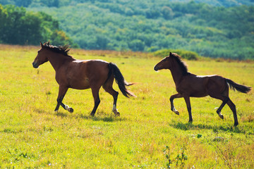 Running dark bay horses